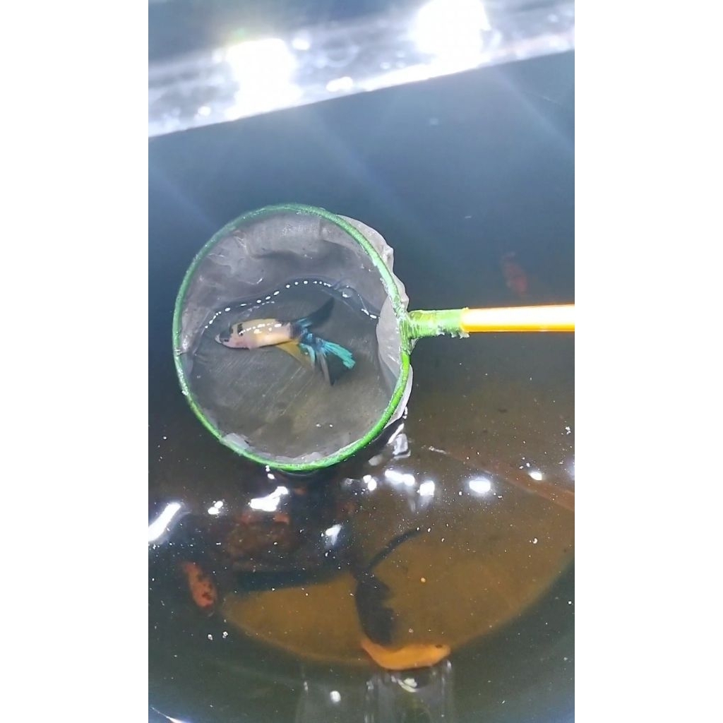 cupang betina indukan ohm yellow koi size M full telur sesuai foto vidio real pict 100%