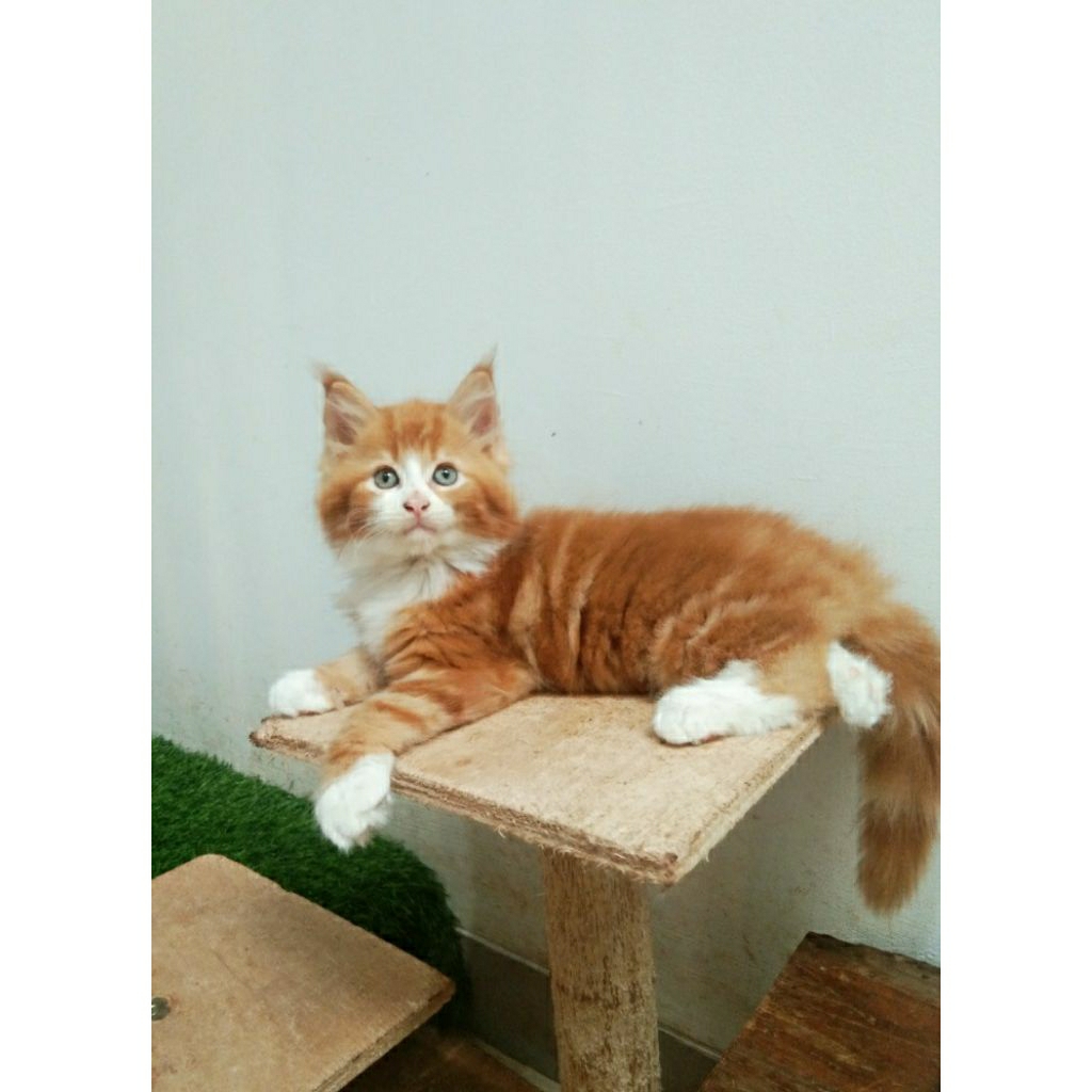 Kucing MaineCoon Kitten Pure No mix. Garansi keasliannya