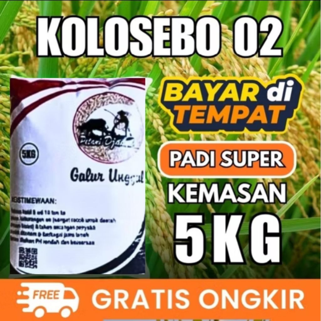 benih padi kolosebo02