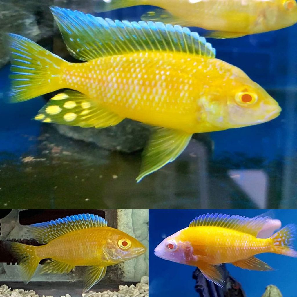 BAENCHI ALBINO PURE | BAENCHI ALBINO CICHLID | CICHLID AFRIKA