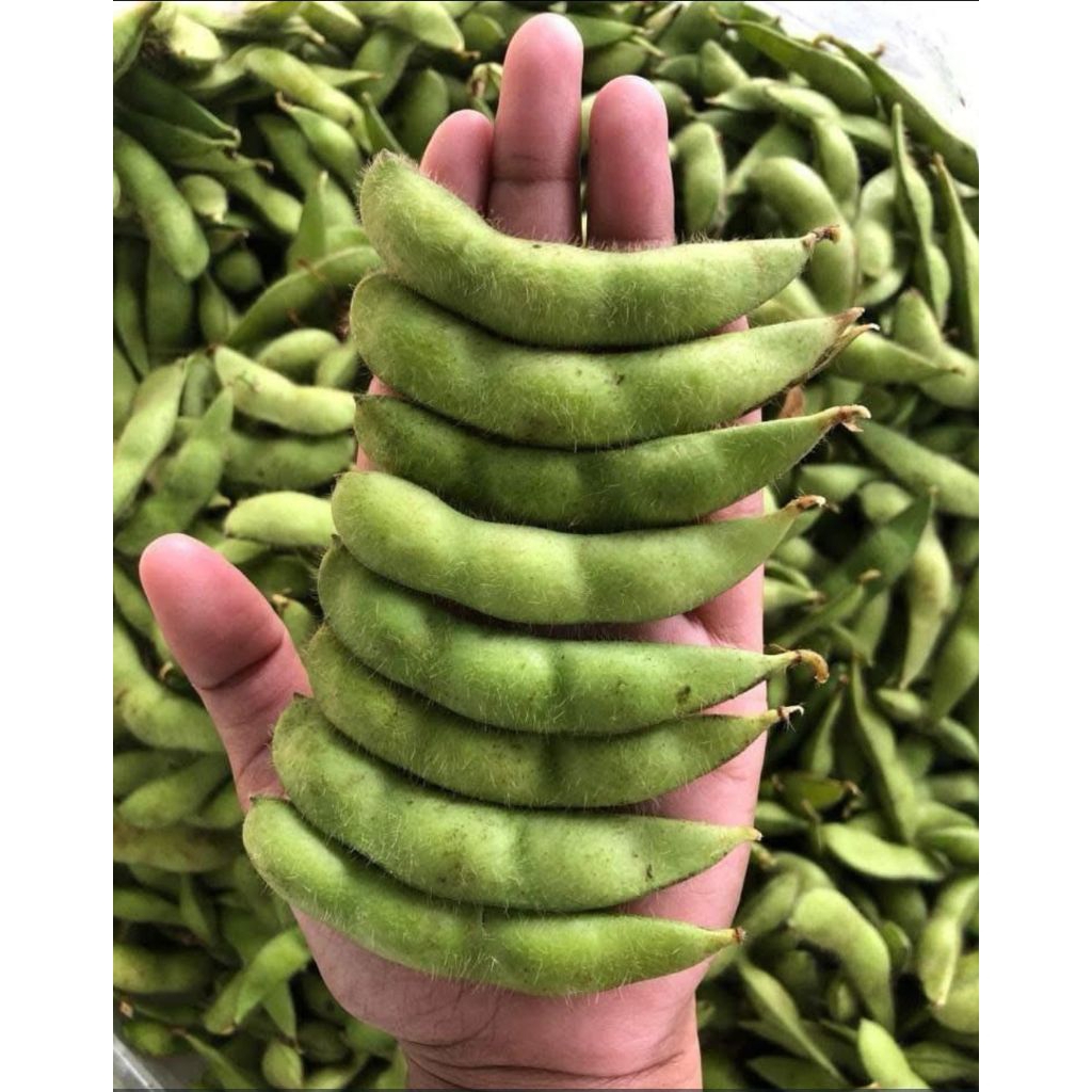 Edamame Segar 1kg Berkulit Non Frozen | Kedelai Jepang Fresh | Siap Masak | Bandung