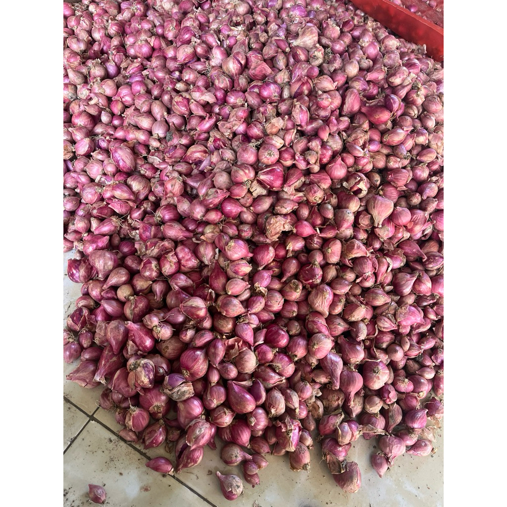 bawang merah lokal