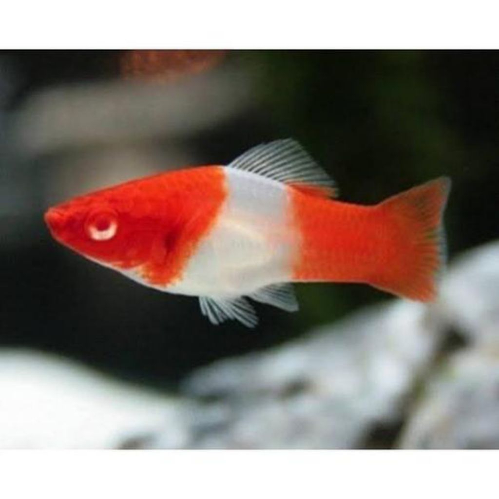 platy santa claus