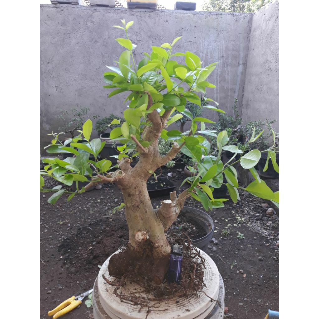 bahan bonsai sianci