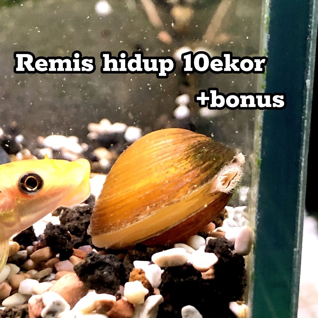 Hiasan Aquacape Remis sungai 10pcs+bonus filter biologis penjernih air remis hidup hiasan aquarium h