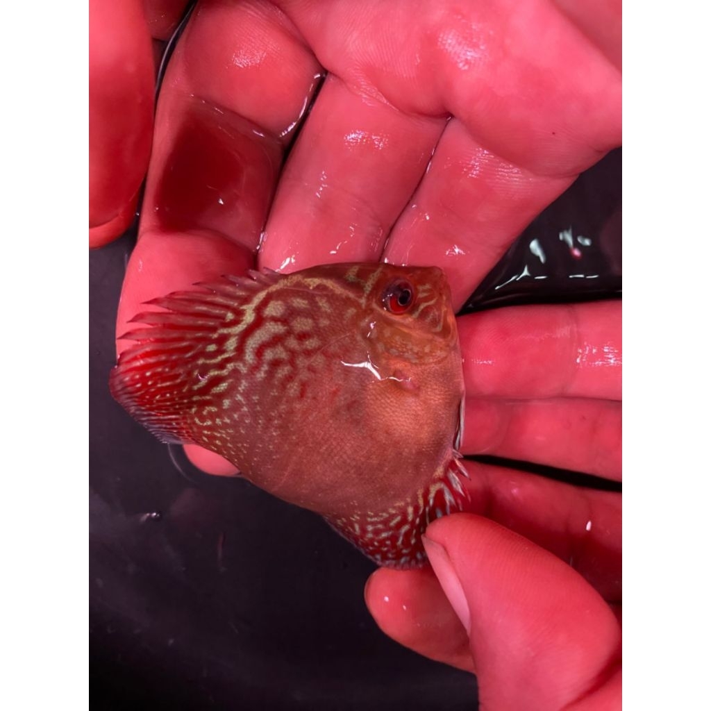 ikan discus leopard 2 in