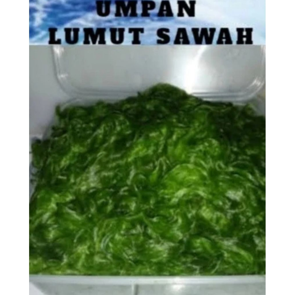 Lumut Halus /Lumut Empang /Pakan Ikan  /Umpan Mancing Mujair /Nila