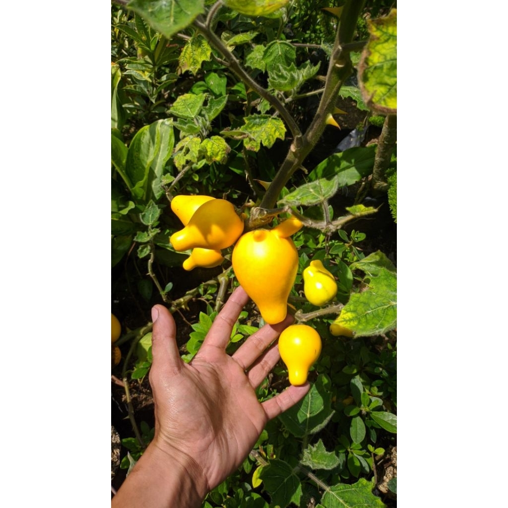tanaman terong susu / Solanum mammosum