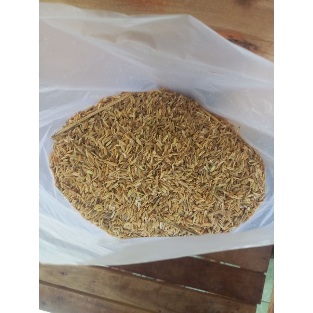 Sekam Padi Organik – sekam kering sekam media tanam kulit padii