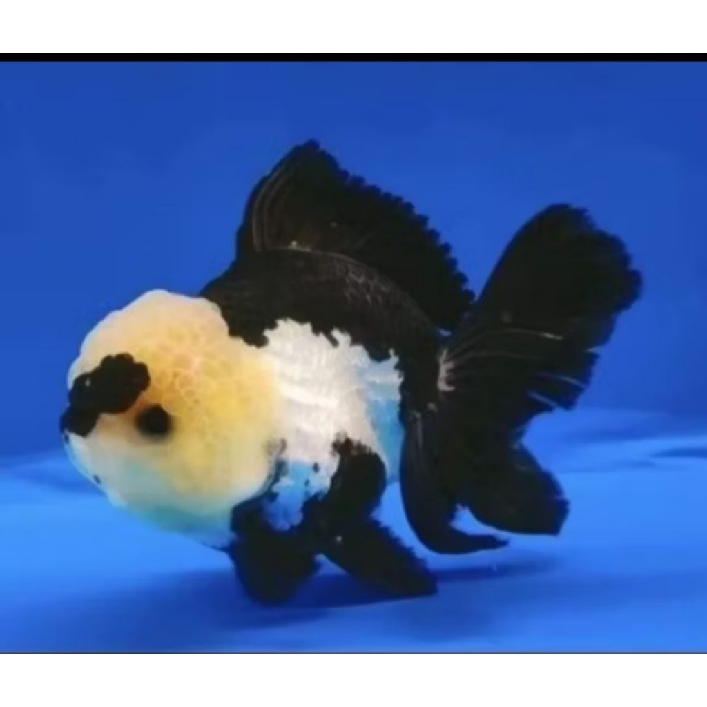 Hiasan akuarium koki panda size telor ayam