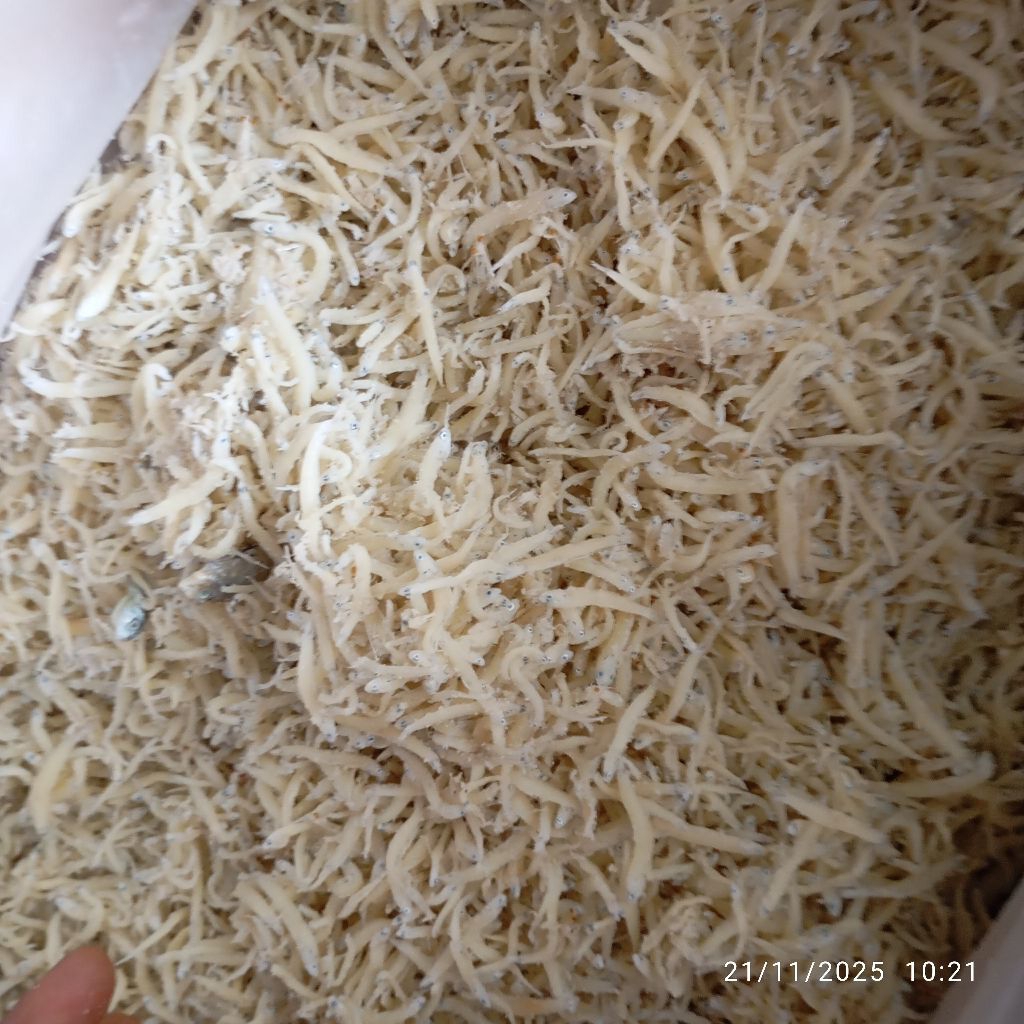 ikan asin TERI NASI 1 kg teri medan murah kriuk terlaris