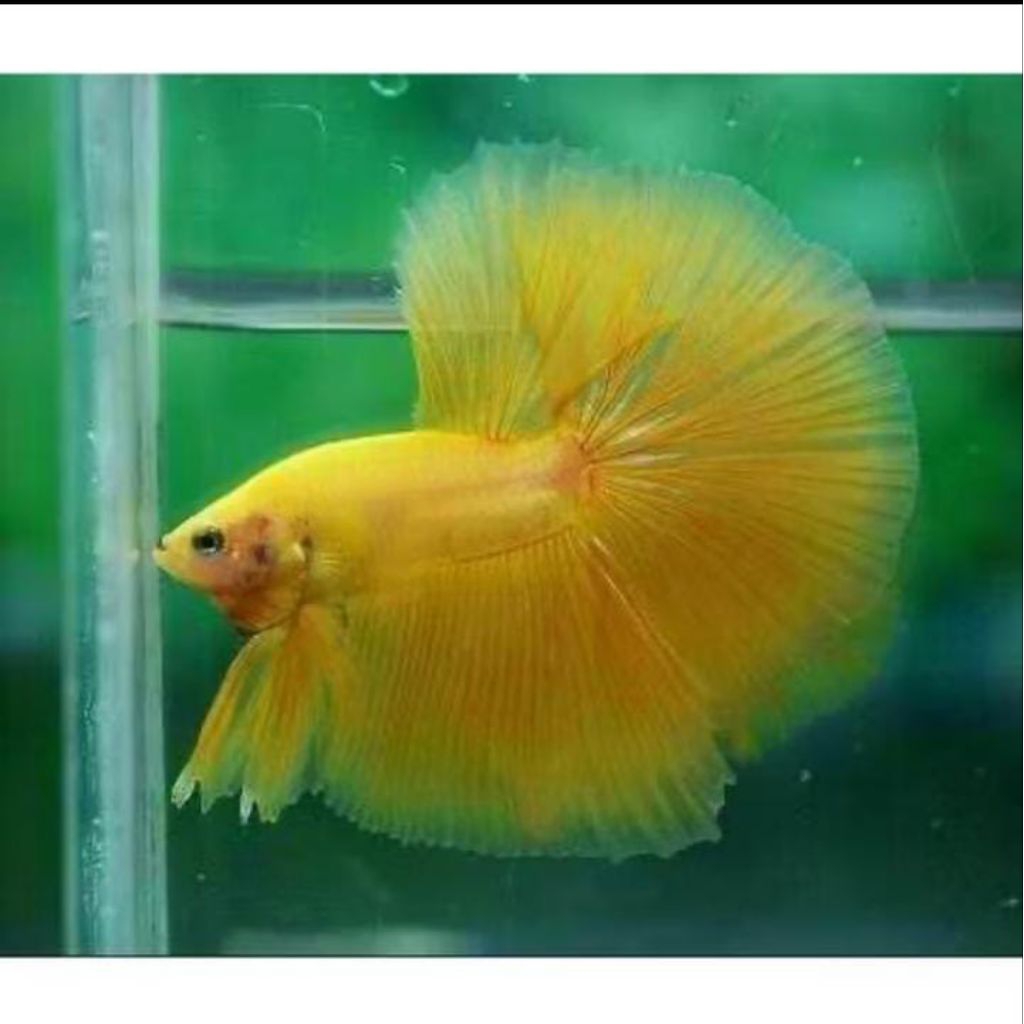 cupang Hm yellow banana