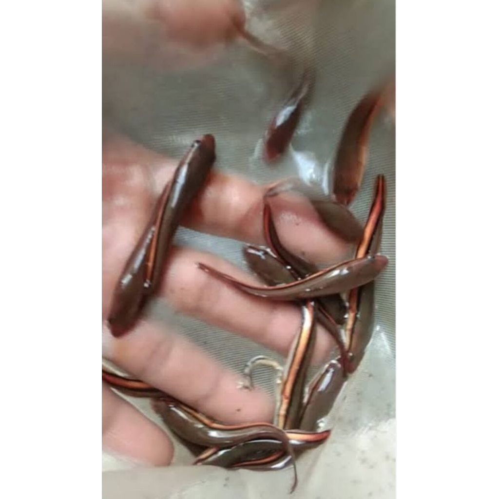 Hiasan Akuarium Toman 8-9 cm 10 Pcs Ikan Hias Bozz Louhan Pekanbaru