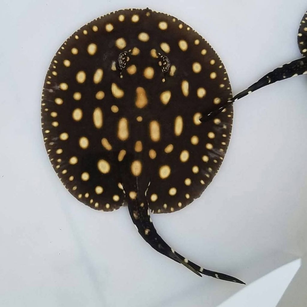 Black Diamond Stingray - Ikan Hias