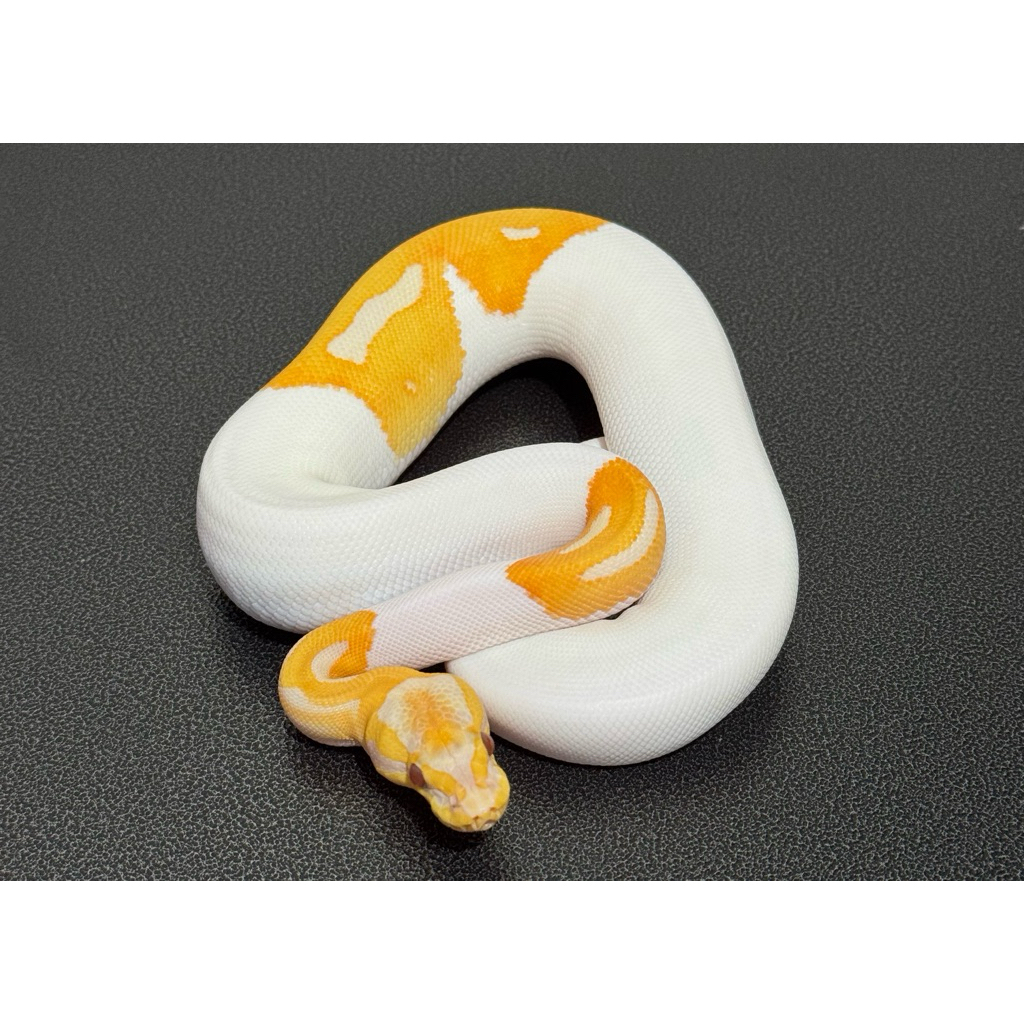 ballpython lavender pied het clown female