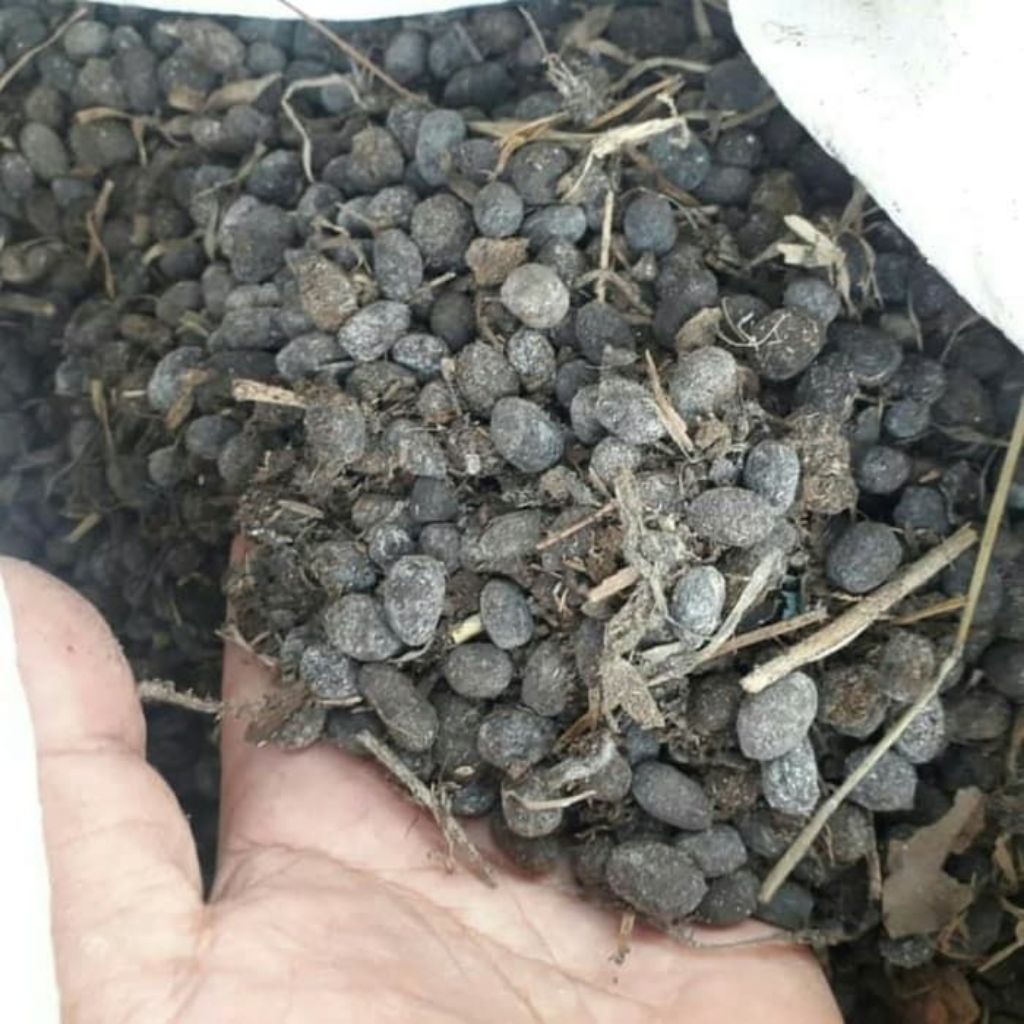 Kohe Kambing 1kg murni