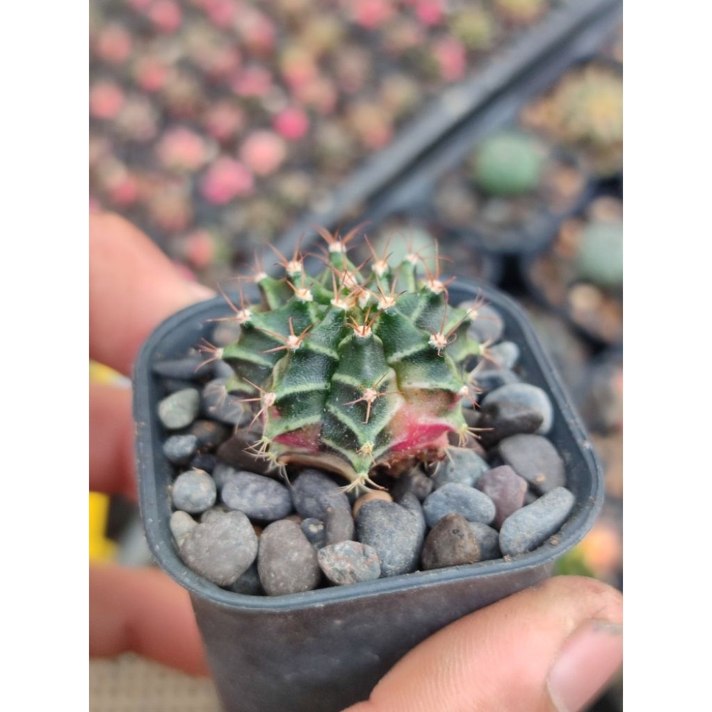 miha hybrid varigata seedling