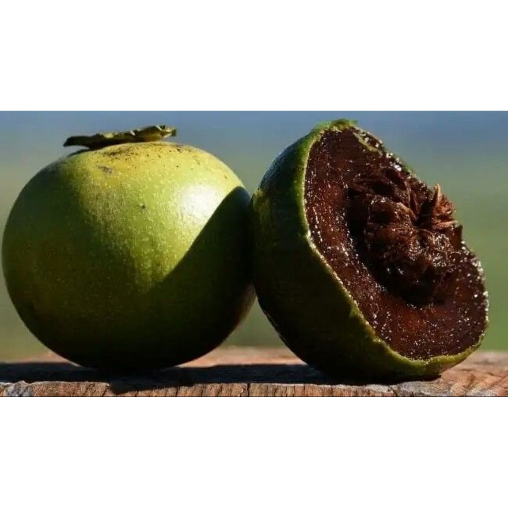 Buah Giant BLACK SAPOTE fresh 1kg / Buah Sawo Hitam Mexico