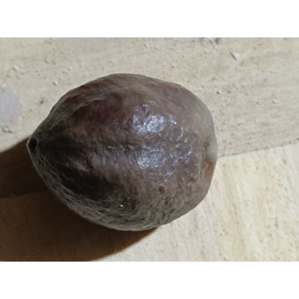 Kemiri Muncang adu JAWAAN SIZE BESAR