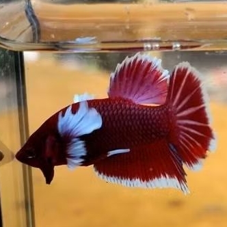 plakat dumbo ear lavender bagus cupang lavender jantan cupang