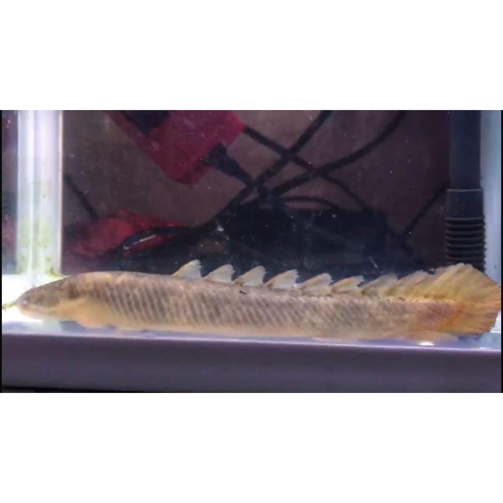 PALMAS SENEGALUS MARBLE 20cm