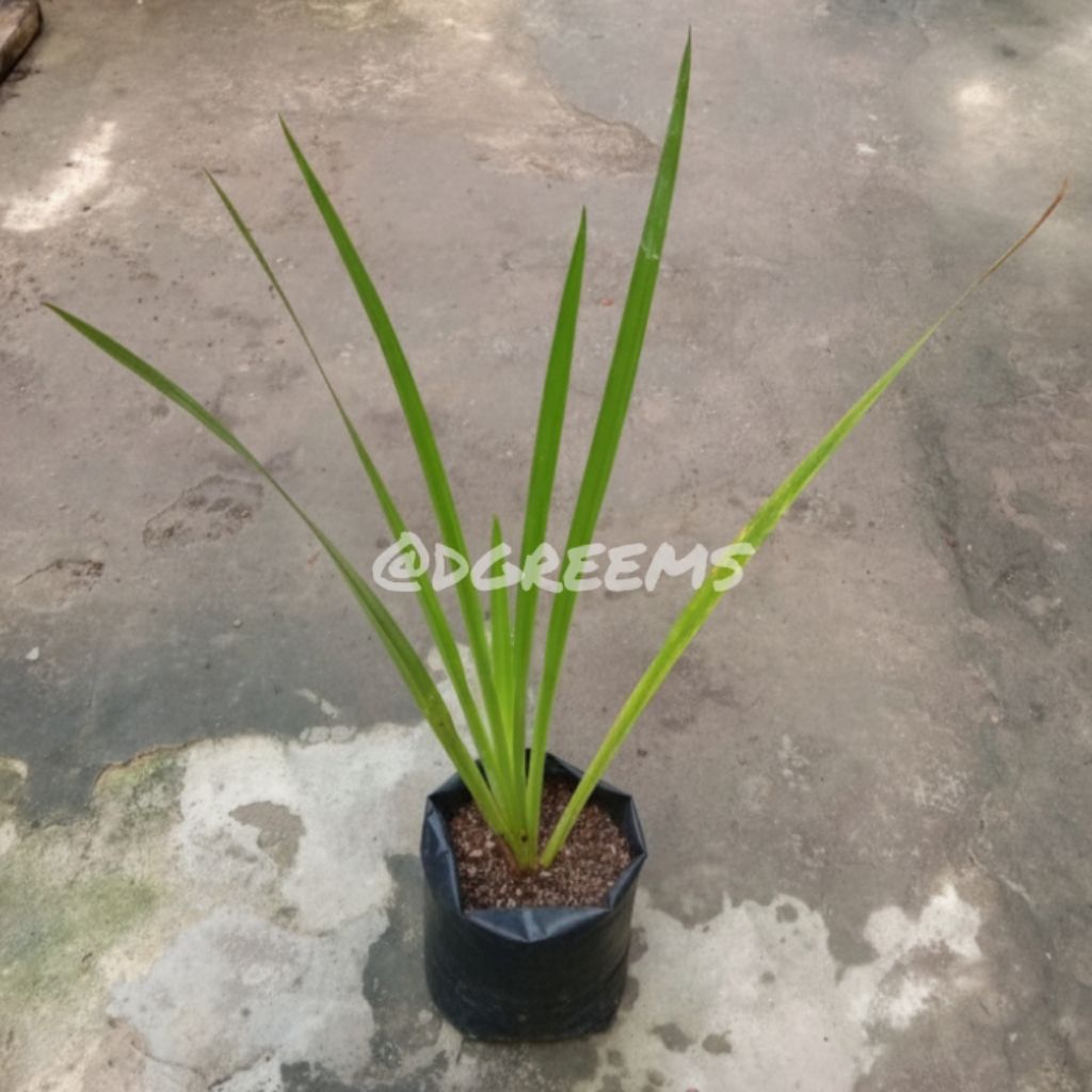 Dlingo Jeringau Bibit Tanaman