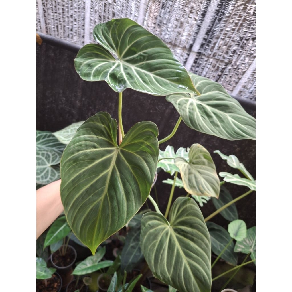 philodendron gloriosum white vein thai zebra ori