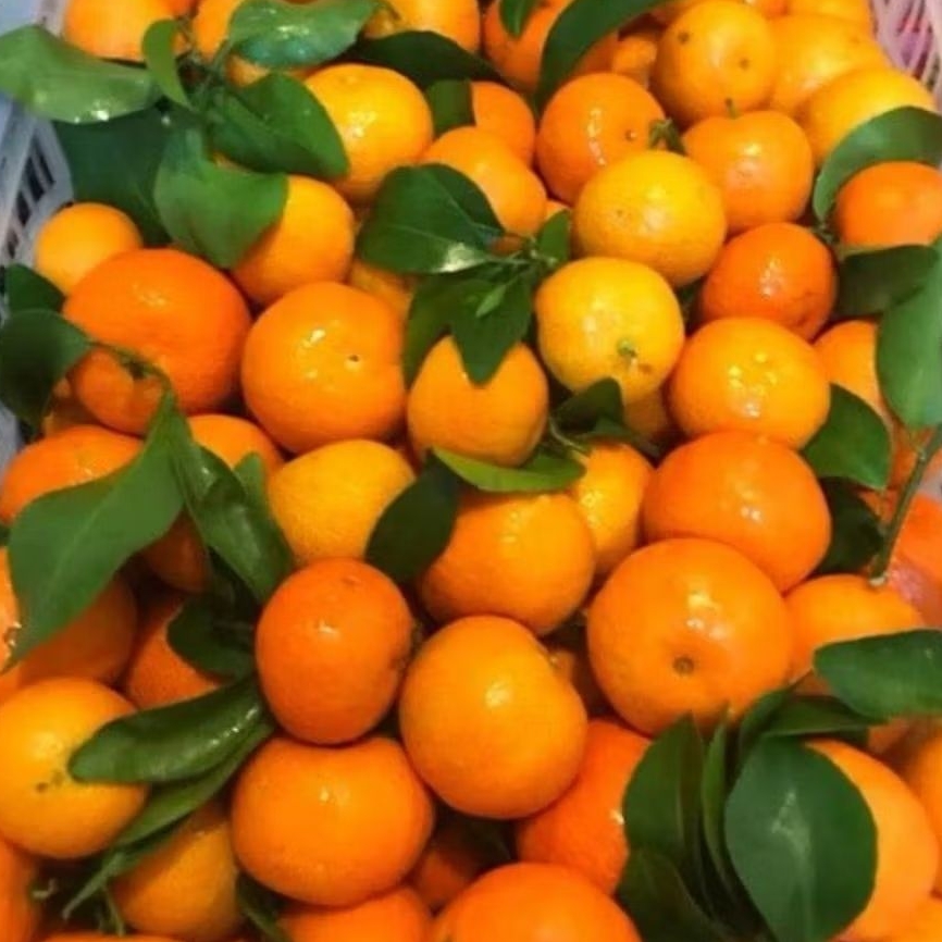 Buah Jeruk Santang Madu Kecil Mini Segar - Pasar Makassar