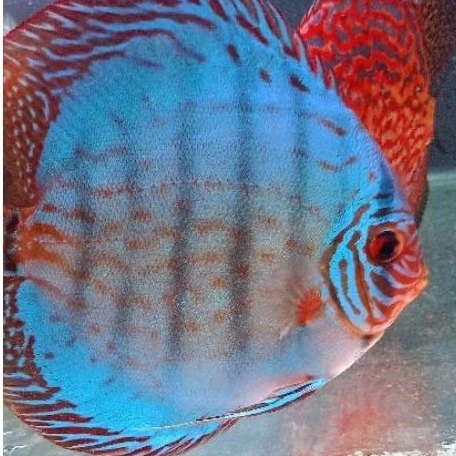 Discus Blue cobalt / ikan hias air tawar