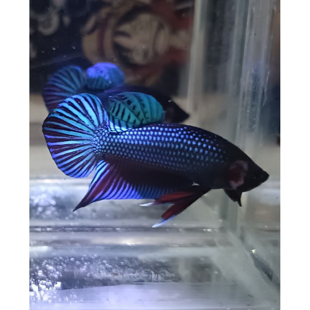 wild Betta mahachai spade tail real pict