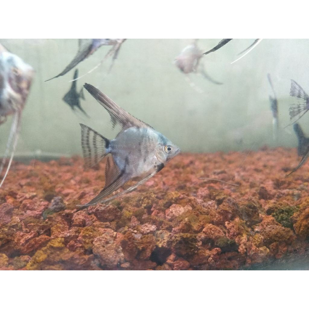 Manfish Blue Smokey Ukuran 2,5-3cm Badan Realpict