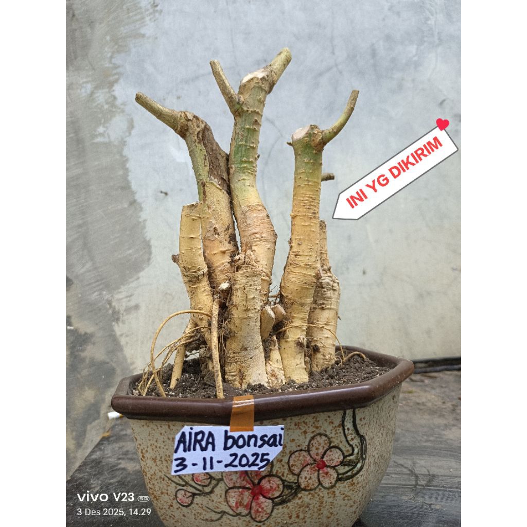 bahan bonsai serut dongkelan grouping