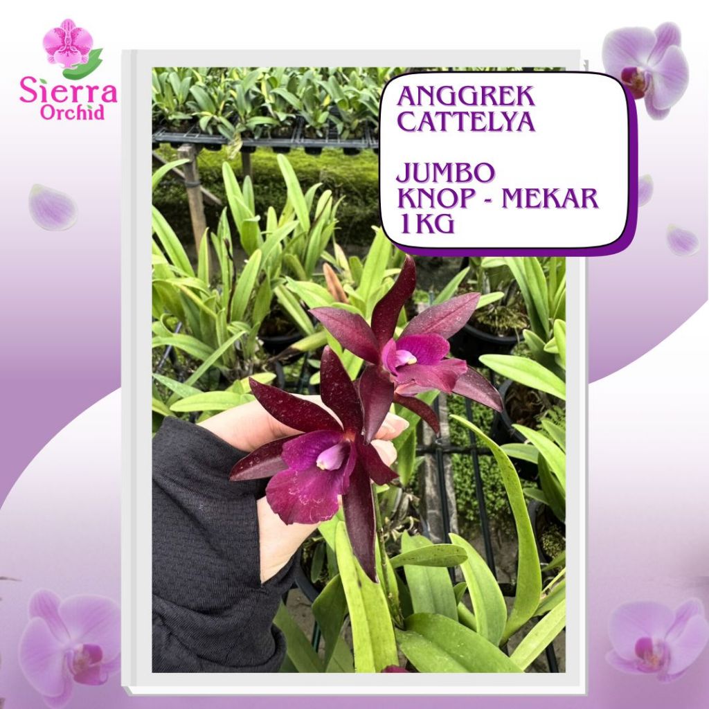 ANGGREK CATTLEYA KNOP - MEKAR ( 1 Kg )