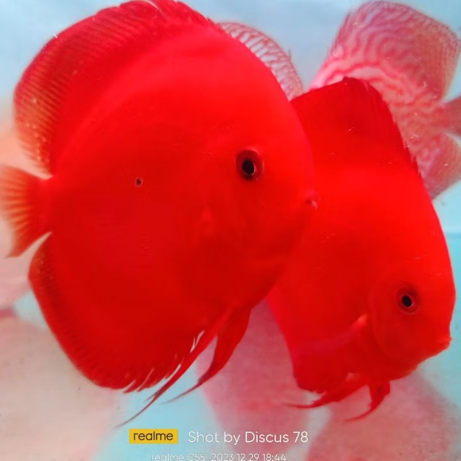 Discus Super red ikan hias air tawar / hiasan aquarium