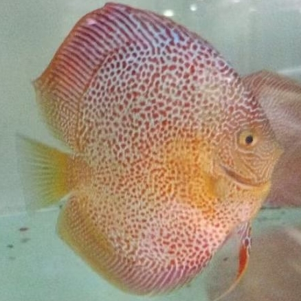 Discus Lss ikan hias aquascape / hiasan aquarium