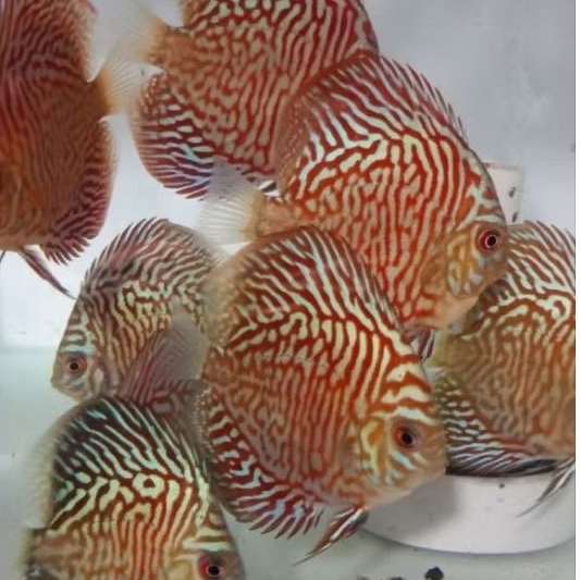Discus Tiger ikan hias air tawar / hiasan aquascape