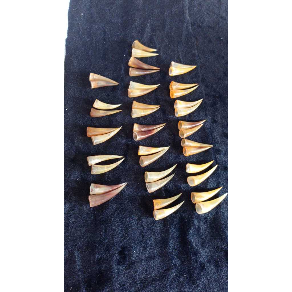 Jalu Sambung Ayam Jalu sambungan Ayam Jago bahan Tanduk Kuat