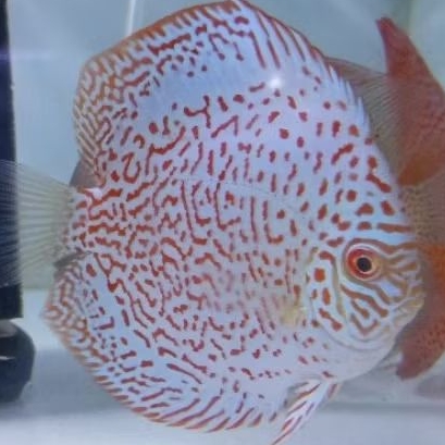 Discus Leooard Panthera hiasan aquascape / ikan hias aquarium