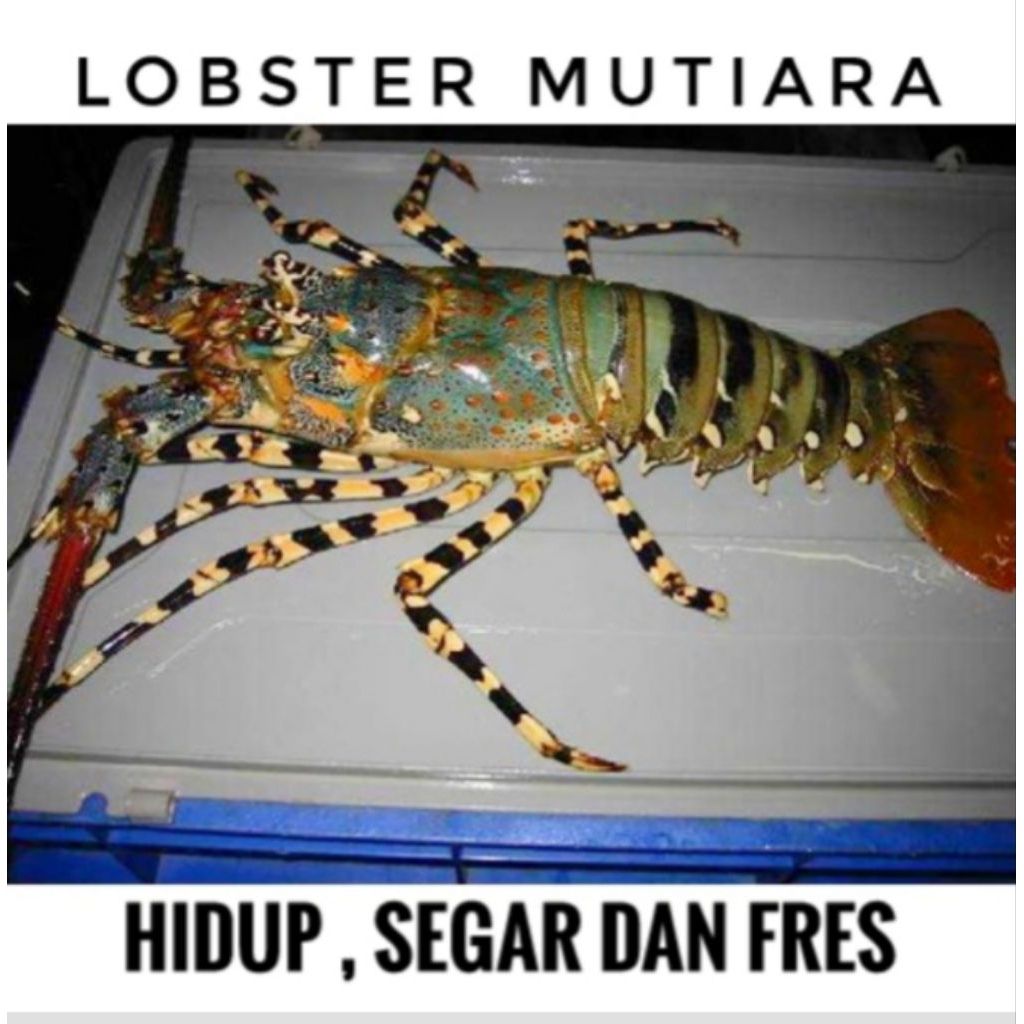 lobster mutiara hidup / size : 0.3 - 0.5 / lobster hidup isi 3, lobstersegar