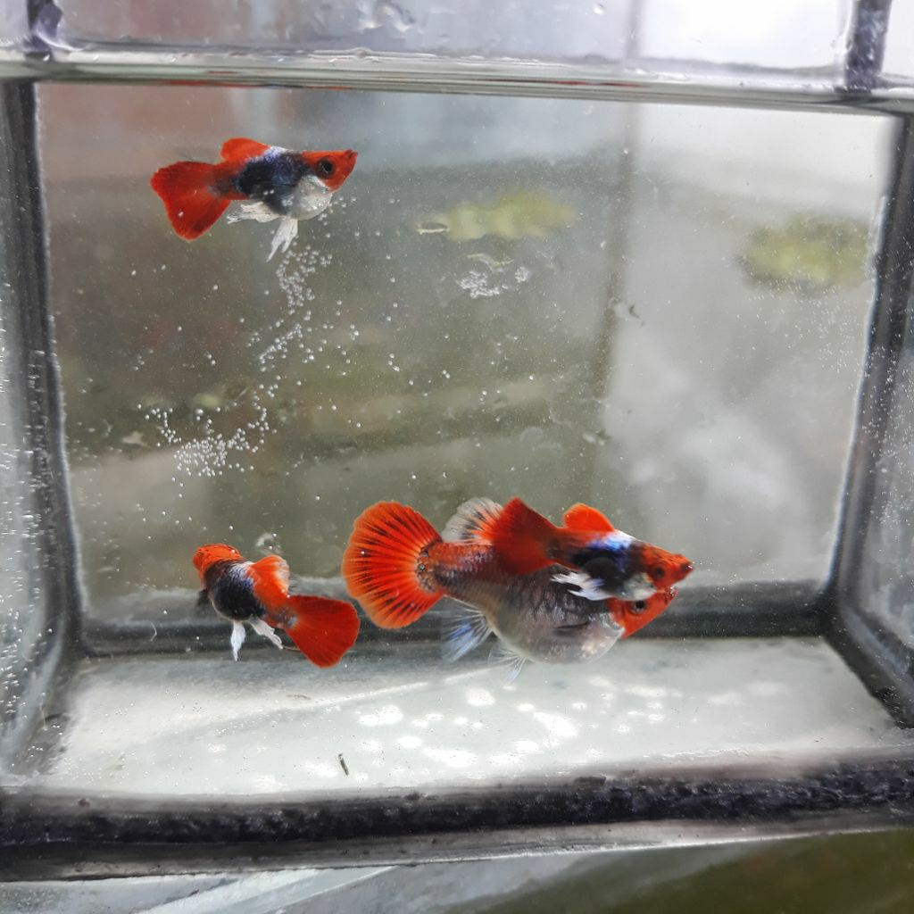 boneka guppy tuxedo koi short body gen buble eye