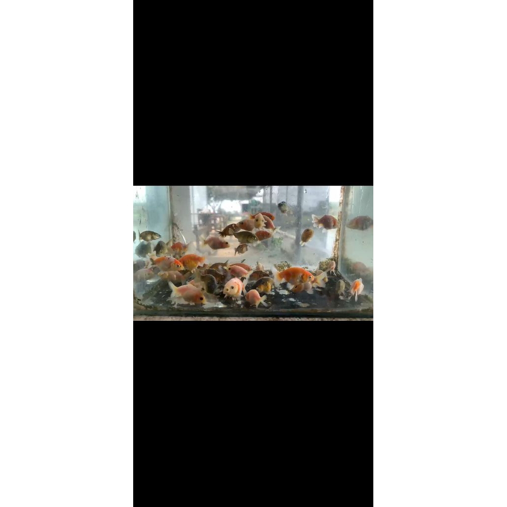 Ikan Mas Koki Ranchu