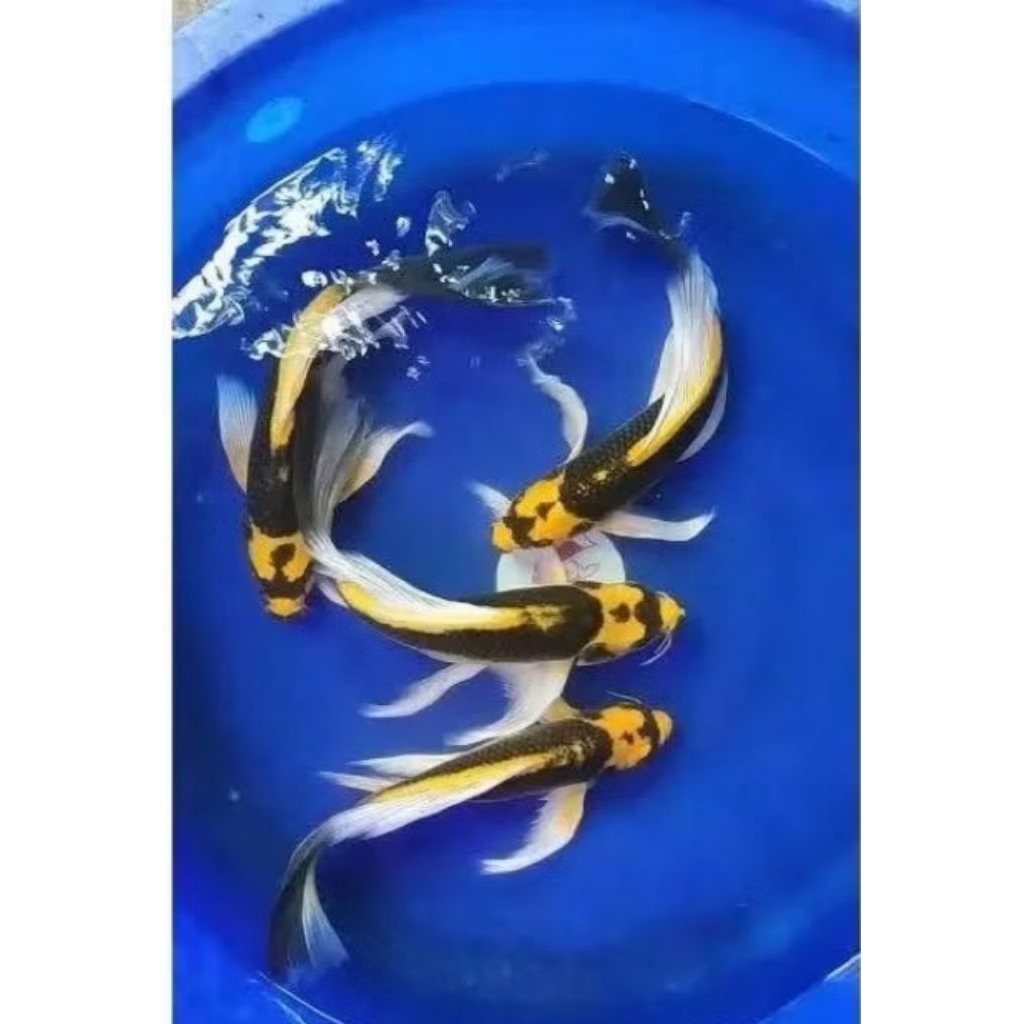 Ikan Hias Koi Slayer / Kumpay Kabuto Dayung Panjang Kecil 9-25 Cm Grade A paket usaha dekorasi Akuar