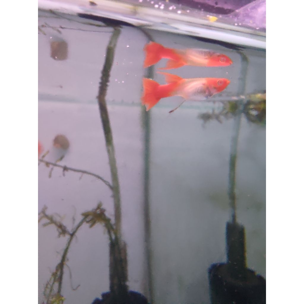 (Paket Trio) Albino Koi Fin C Red Ear Ribbon Bocil (Juve) Line Induk Vietnam