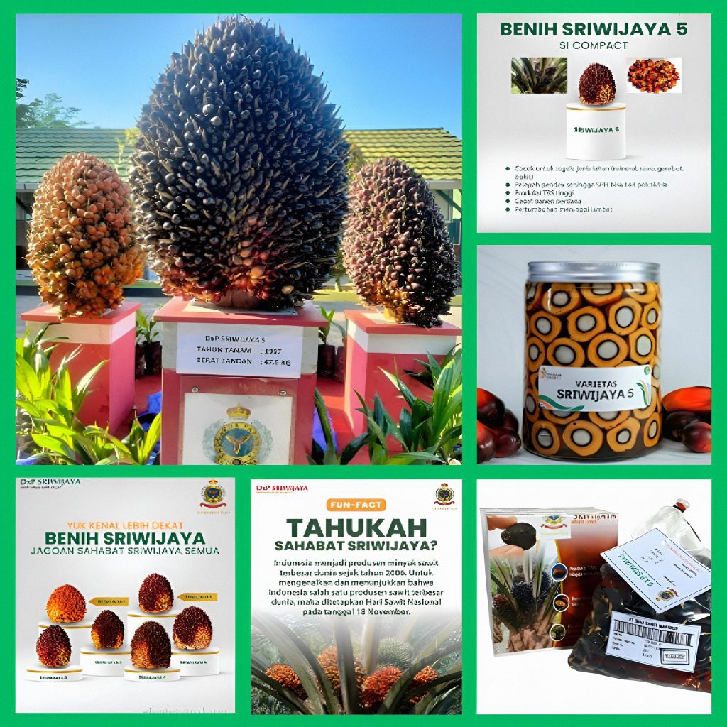 Bibit Benih Kecambah Kelapa Sawit Unggul DxP Sriwijaya 5 Bersertifikat