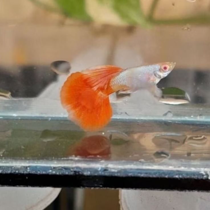 Hiasan aquarium-Albino PRTDE dewasa