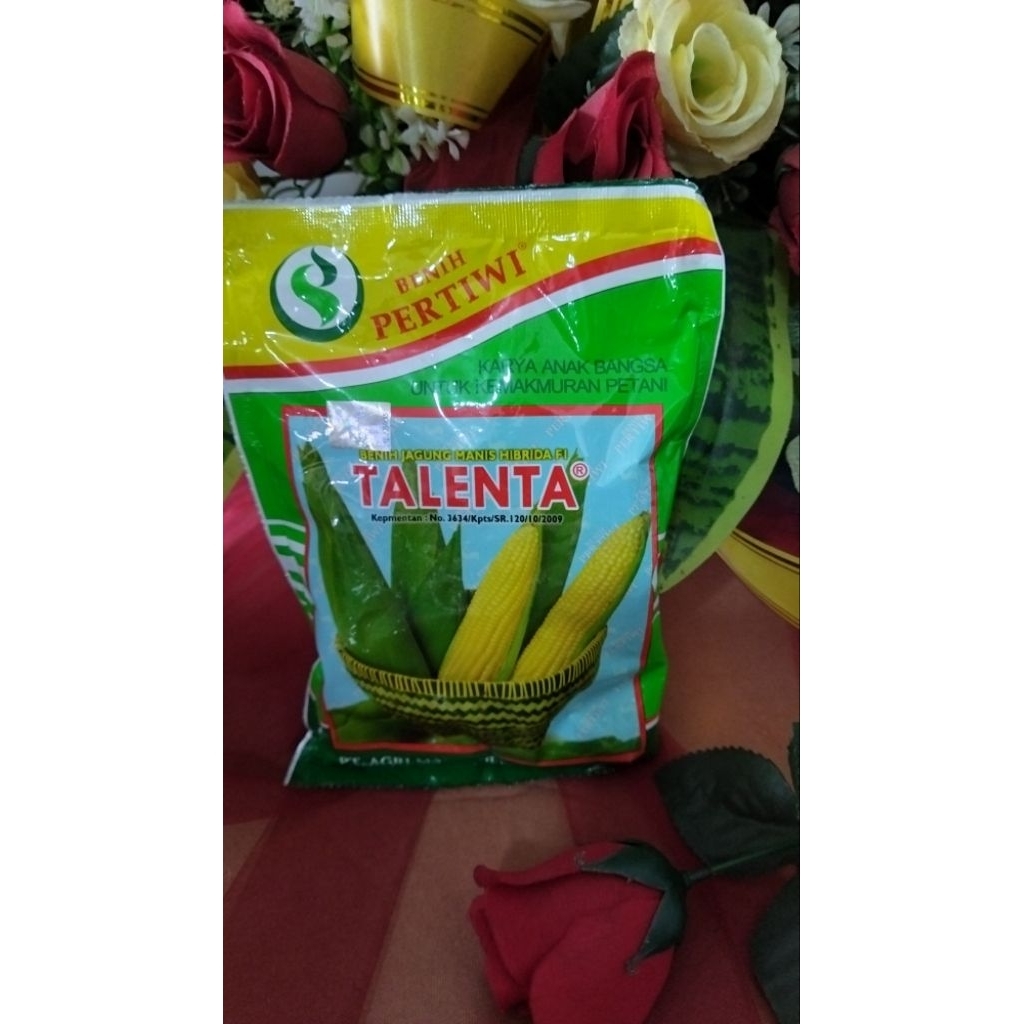 BENIH JAGUNG MANIS/HIBRIDA FI /TALENTA