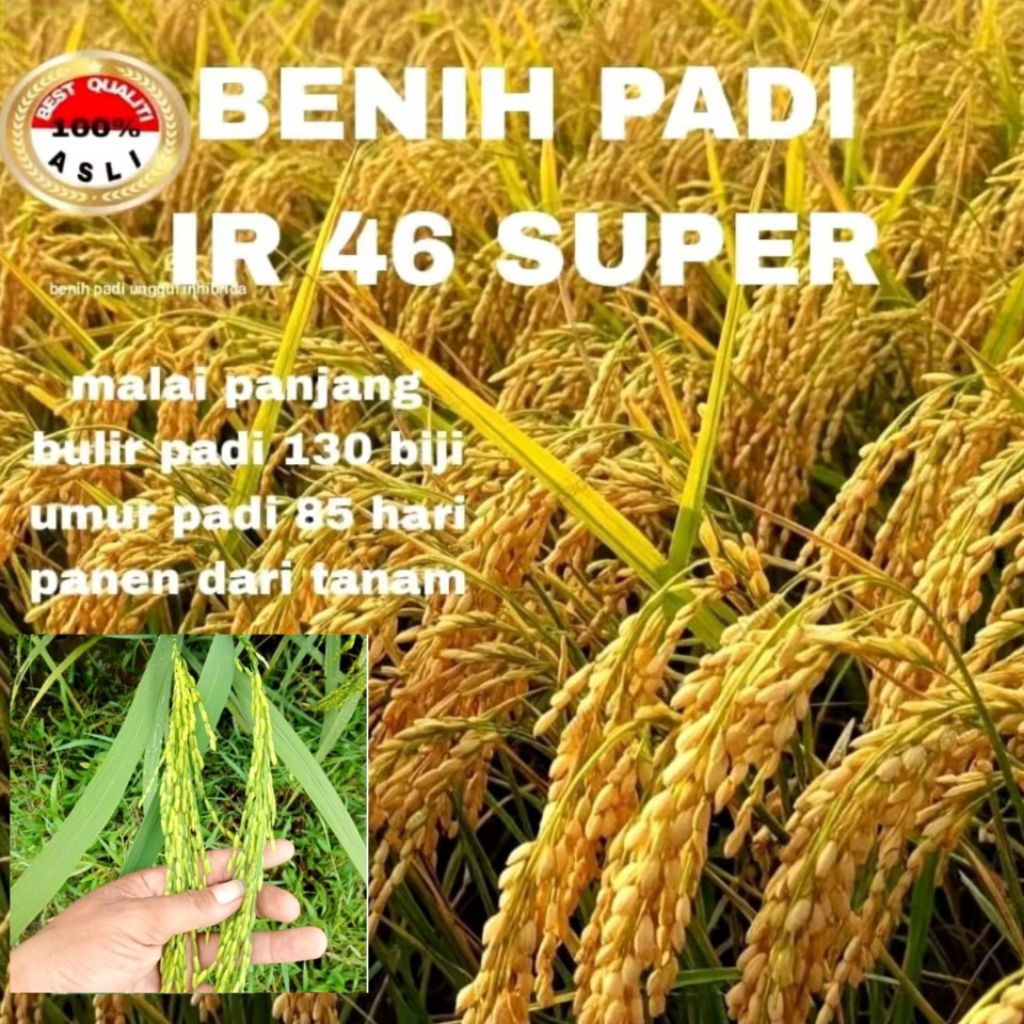 Benih padi IR 46 super premium kemasan 5kg