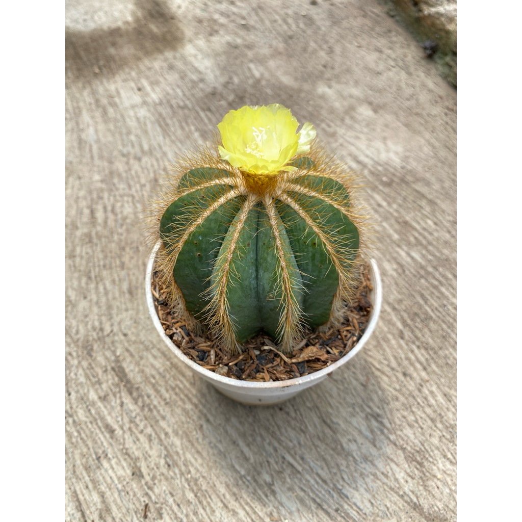 Noto Catus Size Besar- Sukulen Kaktus Tanaman Hidup Akar Sehat Siap Tanaman