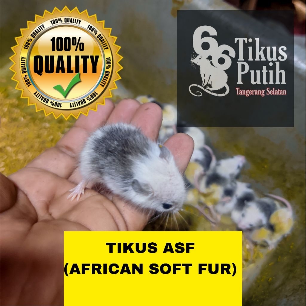 tikus putih ASF African soft fur