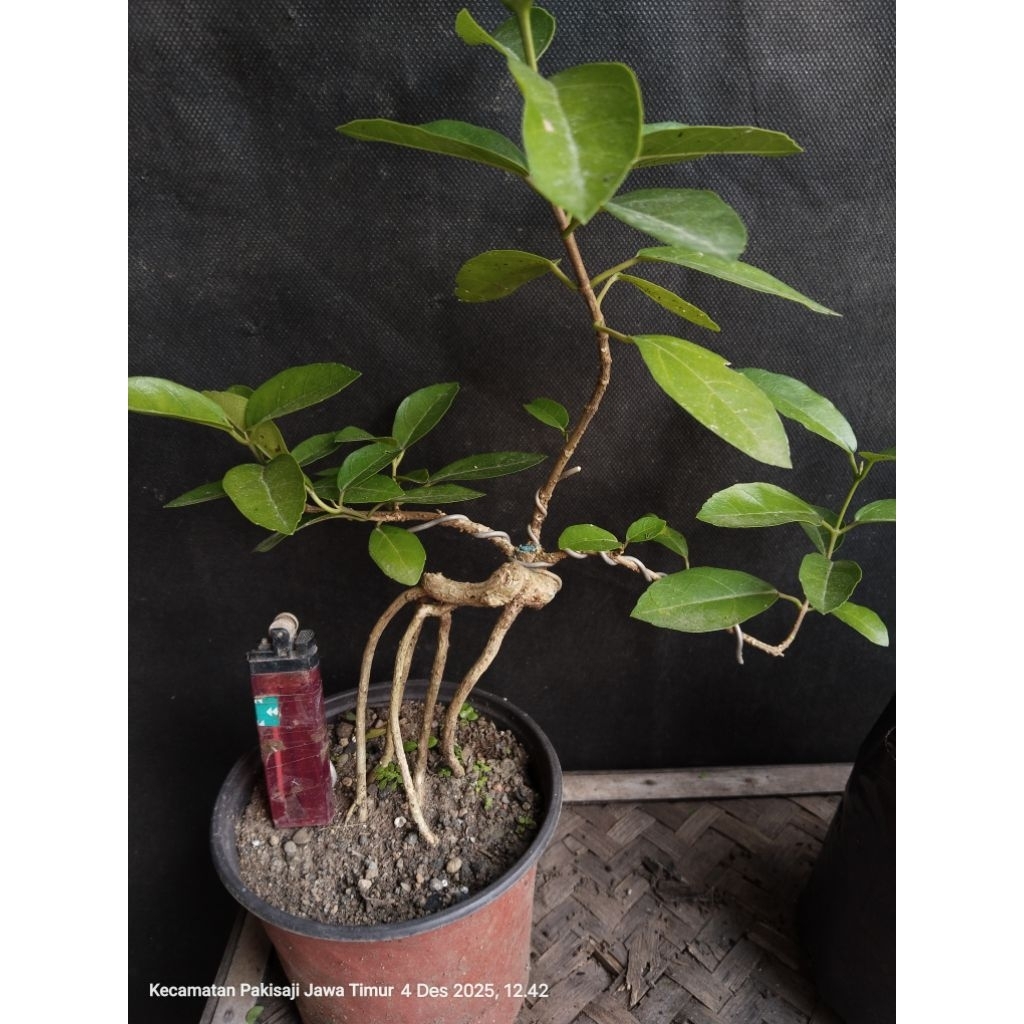 Bahan Bonsai Sancang Berkarakter siap lanjut